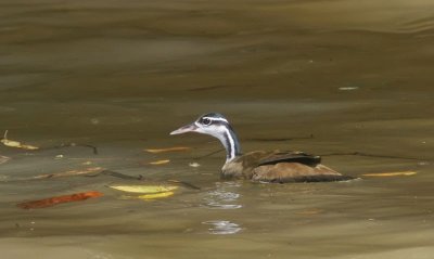 Sungrebe