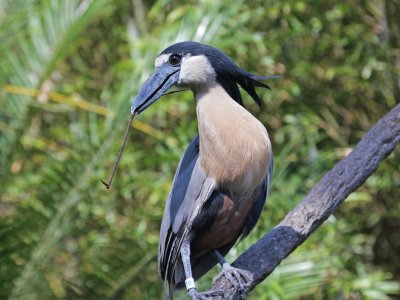 Boat billed heron