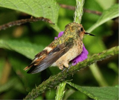 Coquette picchiettata