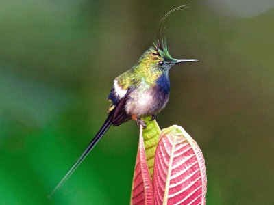 Spinuro crestafilosa