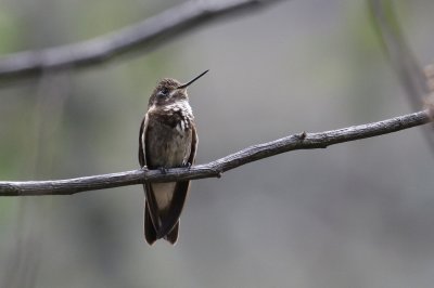 Macchia di sole dorsoviola