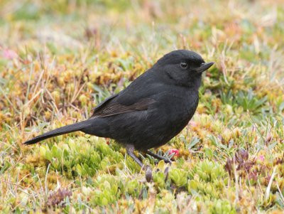 Bucafiori nero