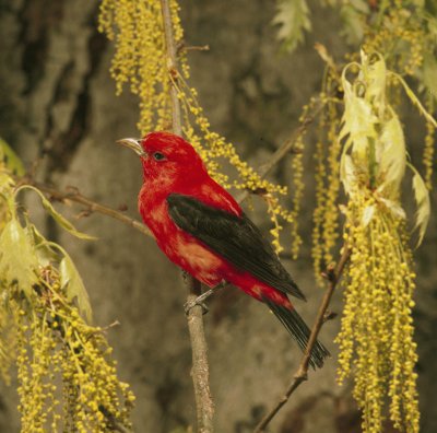 Tangara olivacea