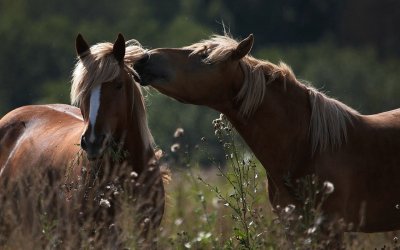 Cavalos namorando