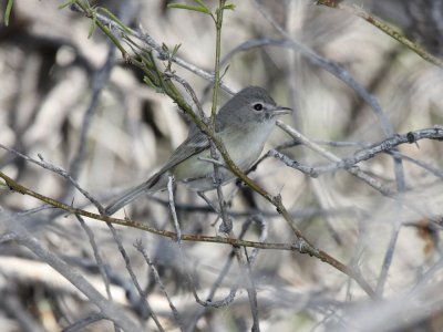 Vireo di bell