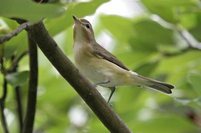 Vireo canoro