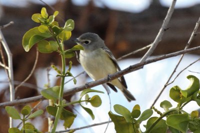 Vireo di cassin