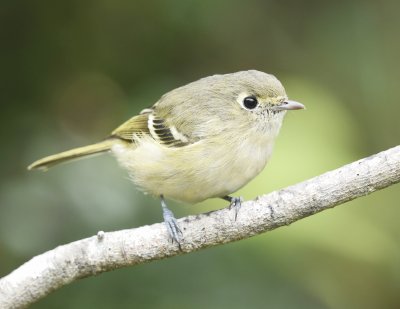 Vireo di hutton