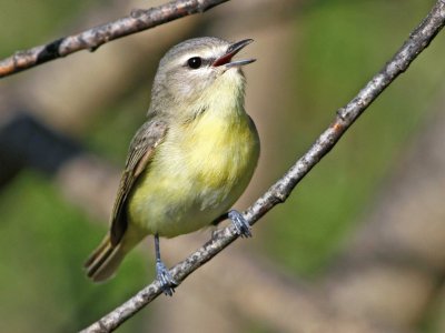 Vireo di philadelphia