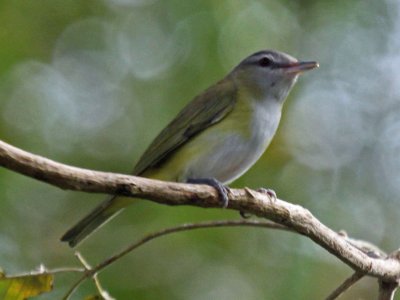 Vireo gialloverde