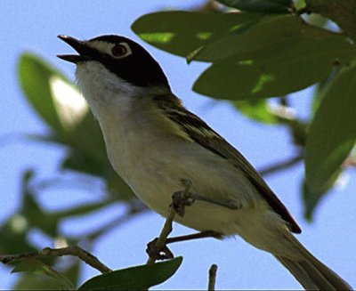 Vireo capinero