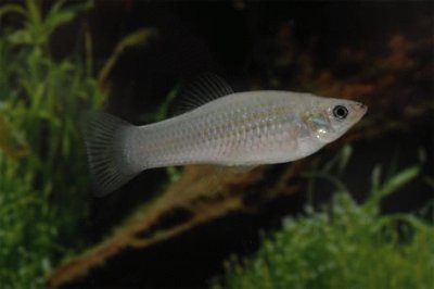 Poecilia formosa