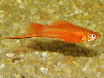 Xiphophorus helleri