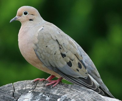 Tortora luttuosa