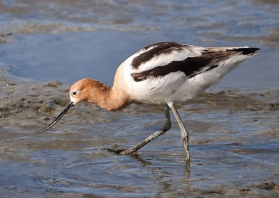 Avocetta americana