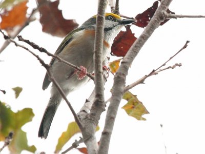 Vireo averla fianchicastani