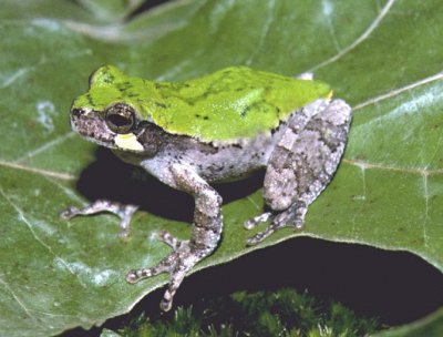 Hyla arborea