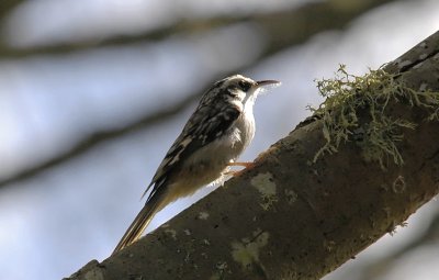 Rampichino americano