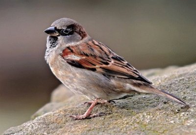 Passero cinguettante