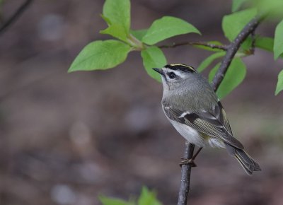 Fiorracino americano