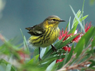 Parula di cape may