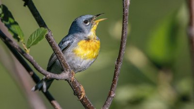 Parula settentrionale