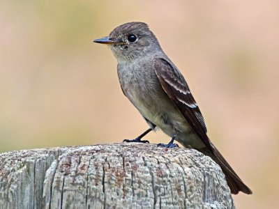 Piui di bosco occidentale