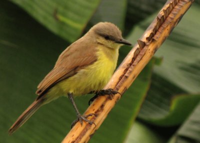 Machetornis rixosa