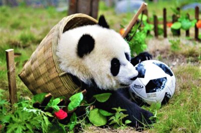 Basketball Panda