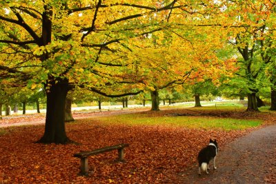 Richmond Park