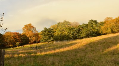 Richmond Park