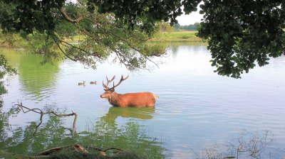 Richmond Park