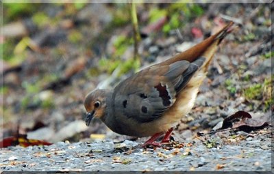 Tortorina pettomarrone