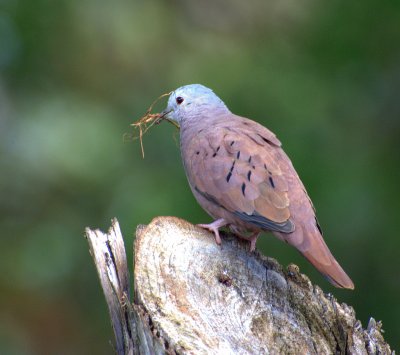 Tortorina rossiccia