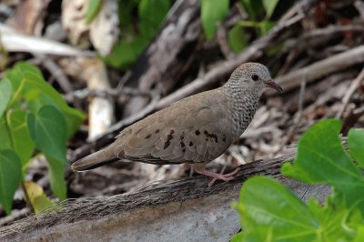 Colombina passerina