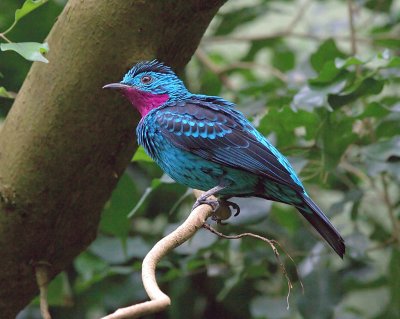 Cotinga amabile