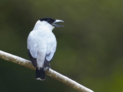 Tityra dalla coronanera