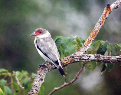 Tityira semifasciata