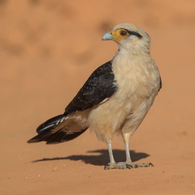 Caracara testagialla