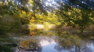 Keston Ponds, England