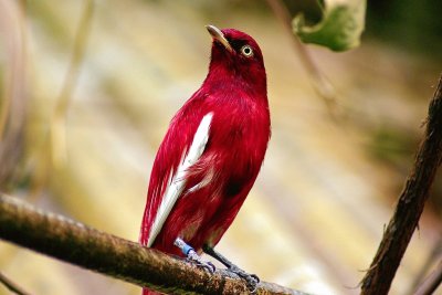 Pompadour cotinga