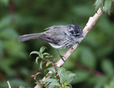 Anairetes parulus