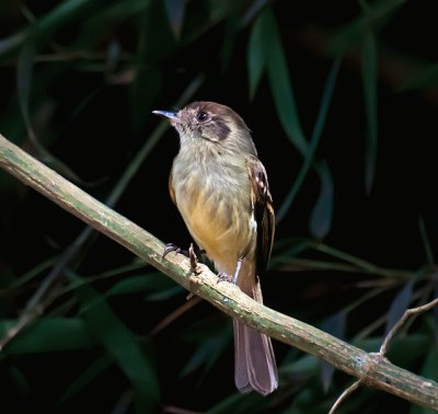 Leptopogon amaurocephalus