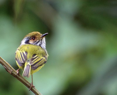 Myiornis auricularis