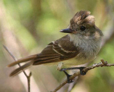 Myiarchus magnirostris