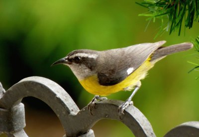 Coereba flaveola