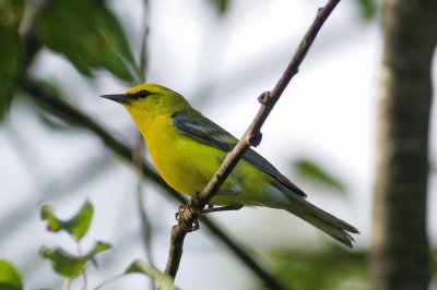 Vermivora cyanoptera