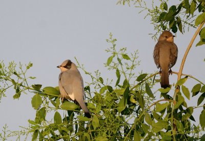 Grey hypocolius