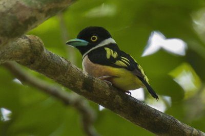 Black and yellow broadbill