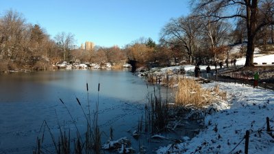 Winter in Central Park